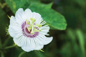 Passionflower