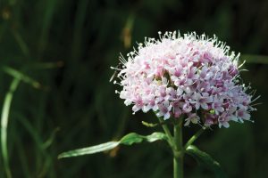 Valerian
