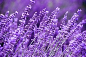 lavender