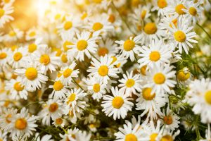 shutterstock_296025902