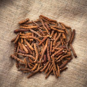 cordyceps_rgb