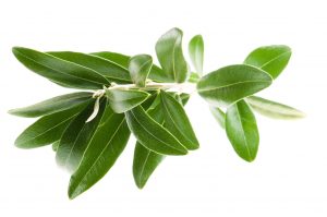 shutterstock_157710929