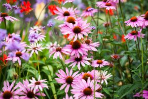 shutterstock_308155334