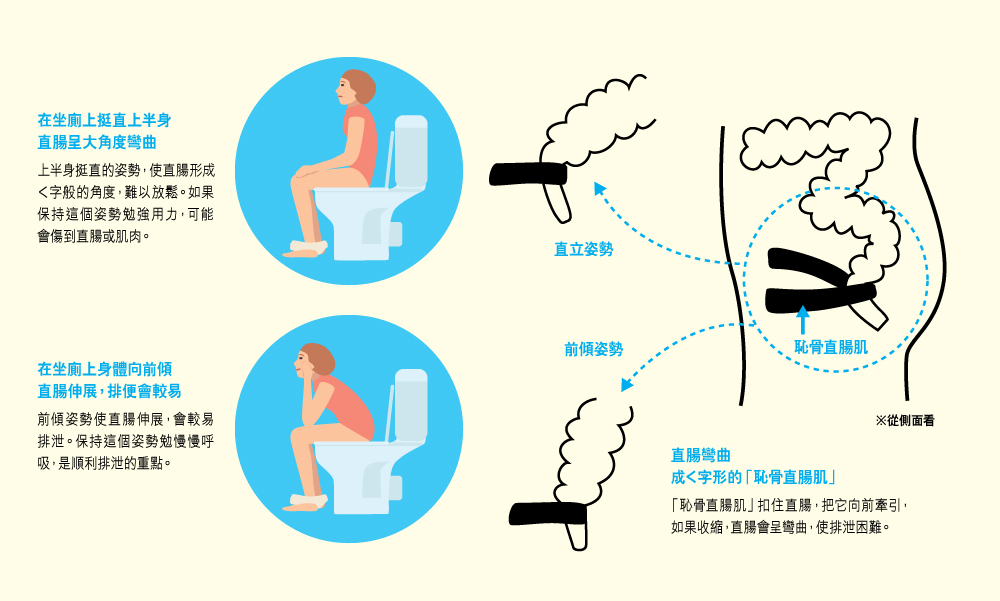 排便正確姿勢
