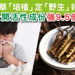 冬蟲夏草