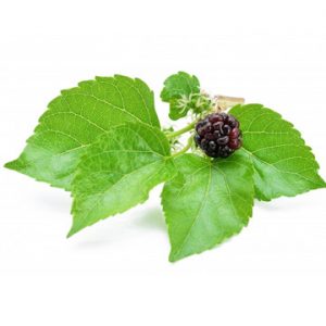 mulberry-leaf-300x300