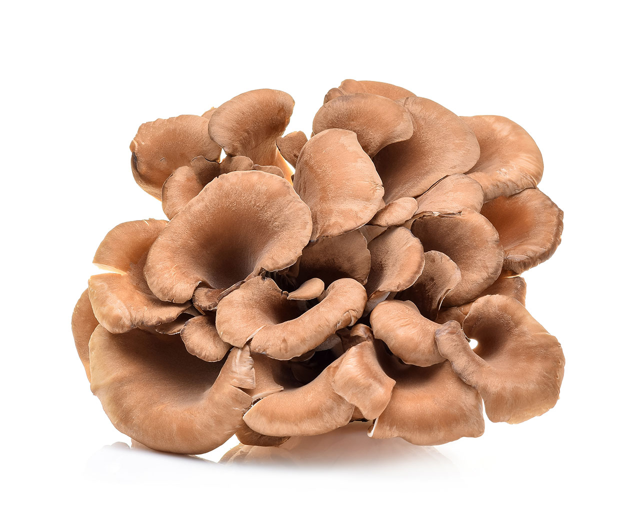 shutterstock_519635665_low