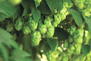 Hops_2啤酒花|失眠|檸檬|速睡丸