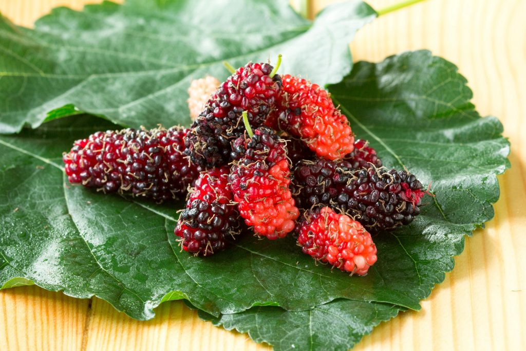 human_vital_mulberry