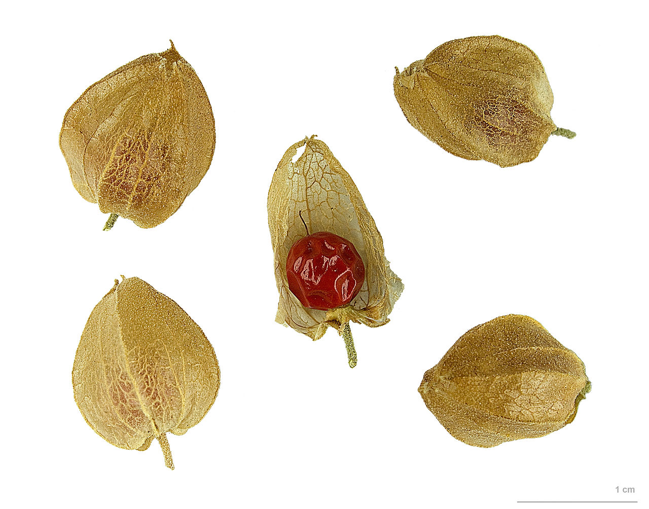 Withania_somnifera_MHNT.BOT_.2012.10.13