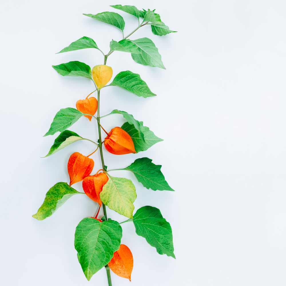 shutterstock_1184664226