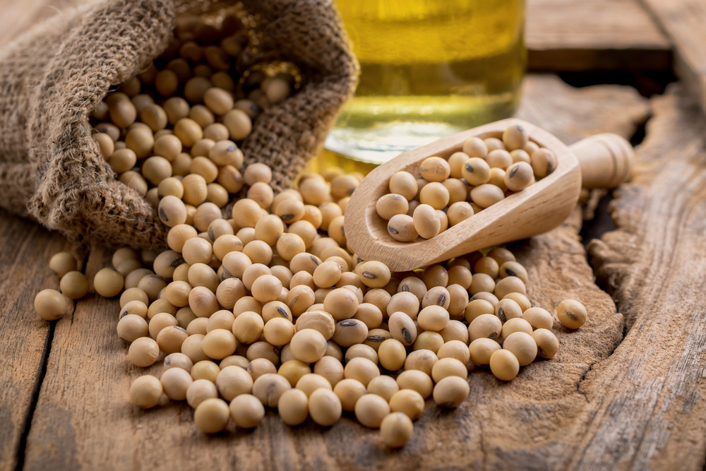 soy bean