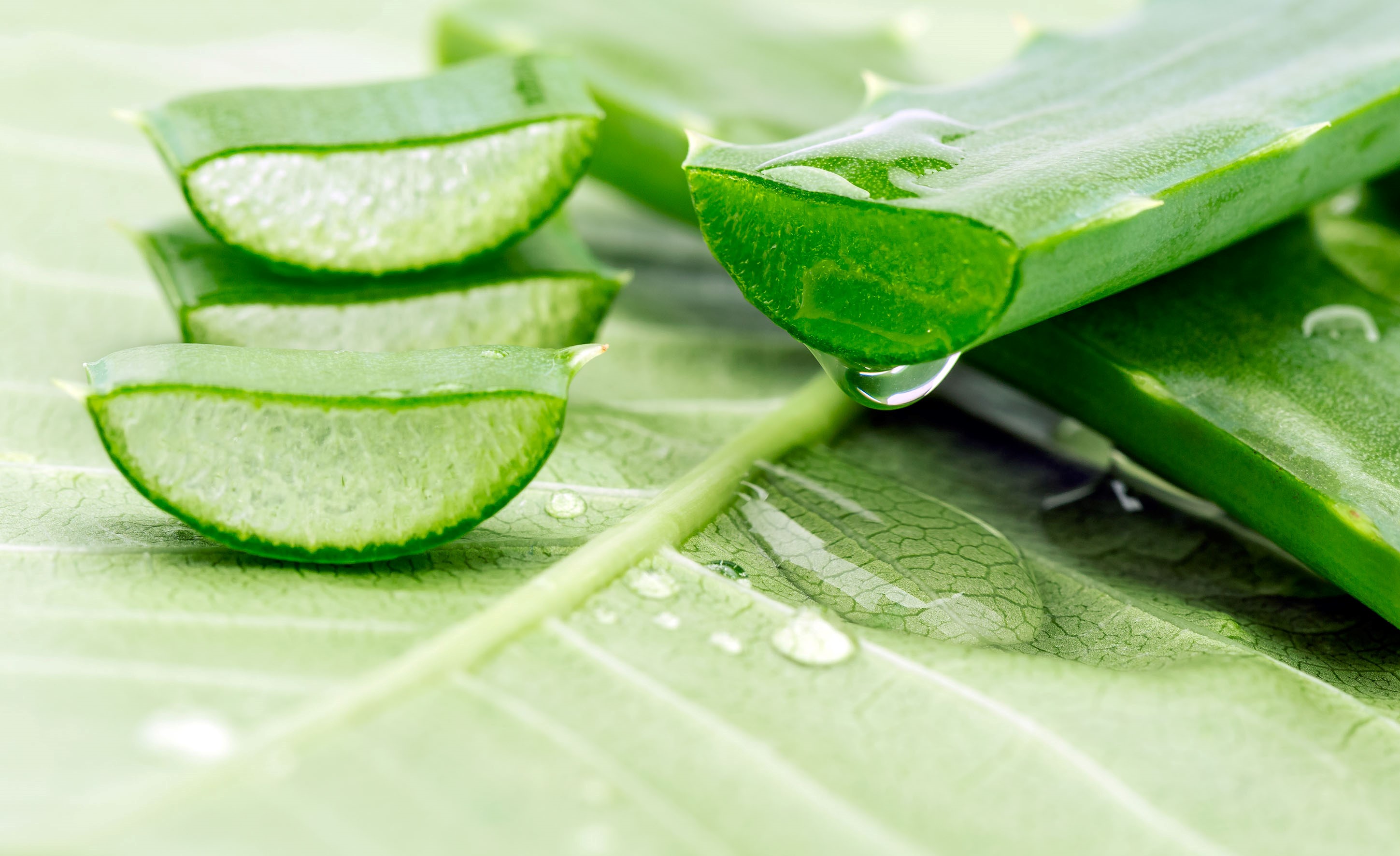 aloe vera2