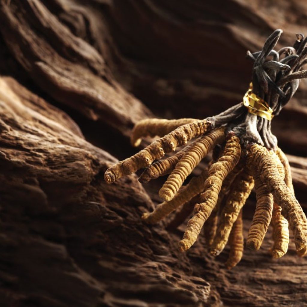 Cordyceps