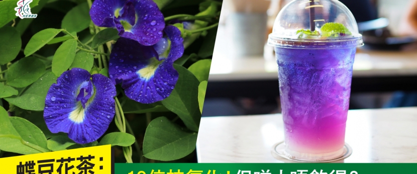 蝶豆花茶: 10倍抗氧化! 但咩人唔飲得?